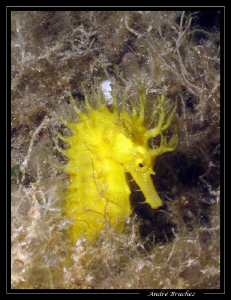 hipocamppe jaune dans son habitat by André Bruchez 